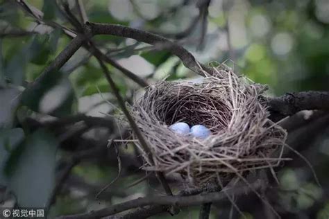 耳鳴緩解 鳥在家裡築巢